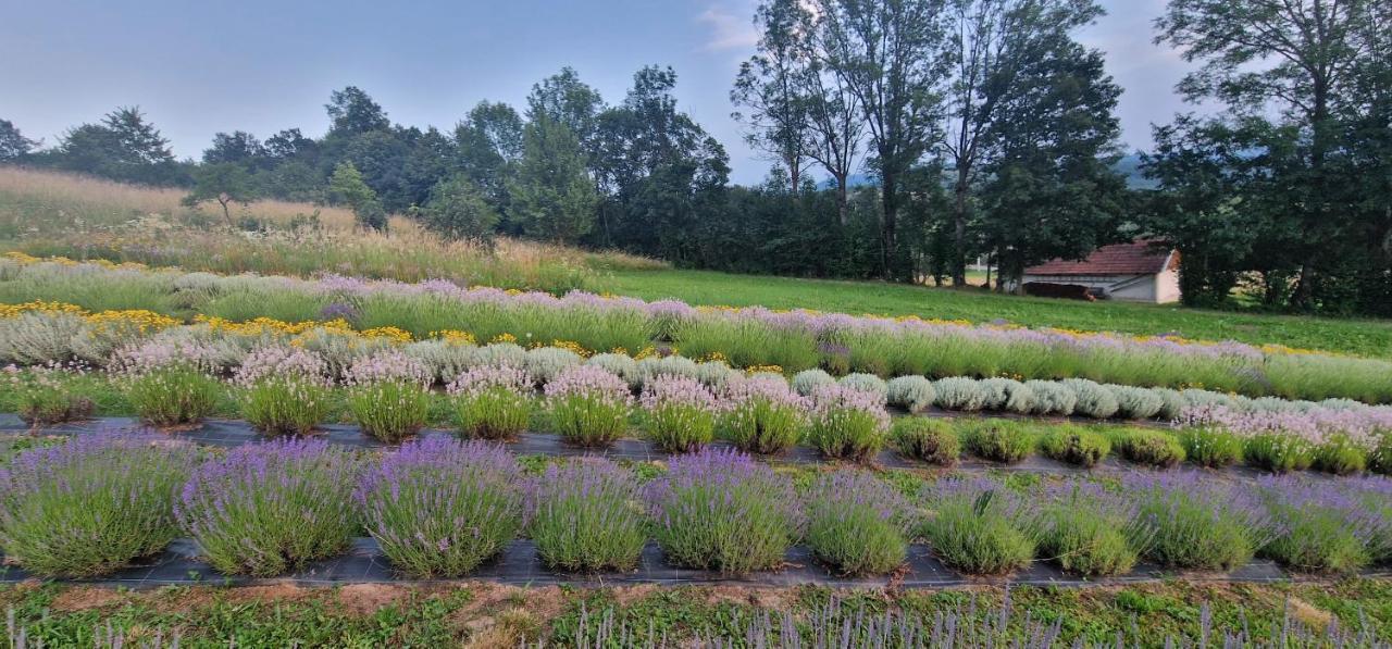 Lavanda Carasova Crasova Luaran gambar