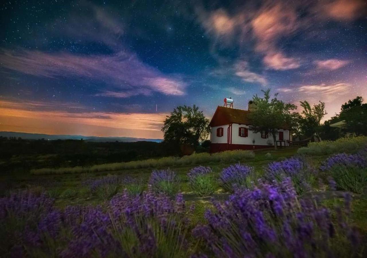 Lavanda Carasova Crasova Luaran gambar