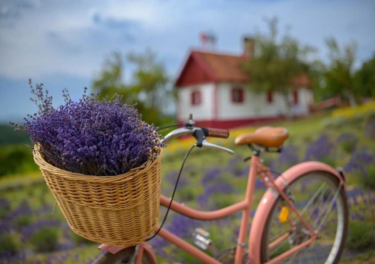 Lavanda Carasova Crasova Luaran gambar