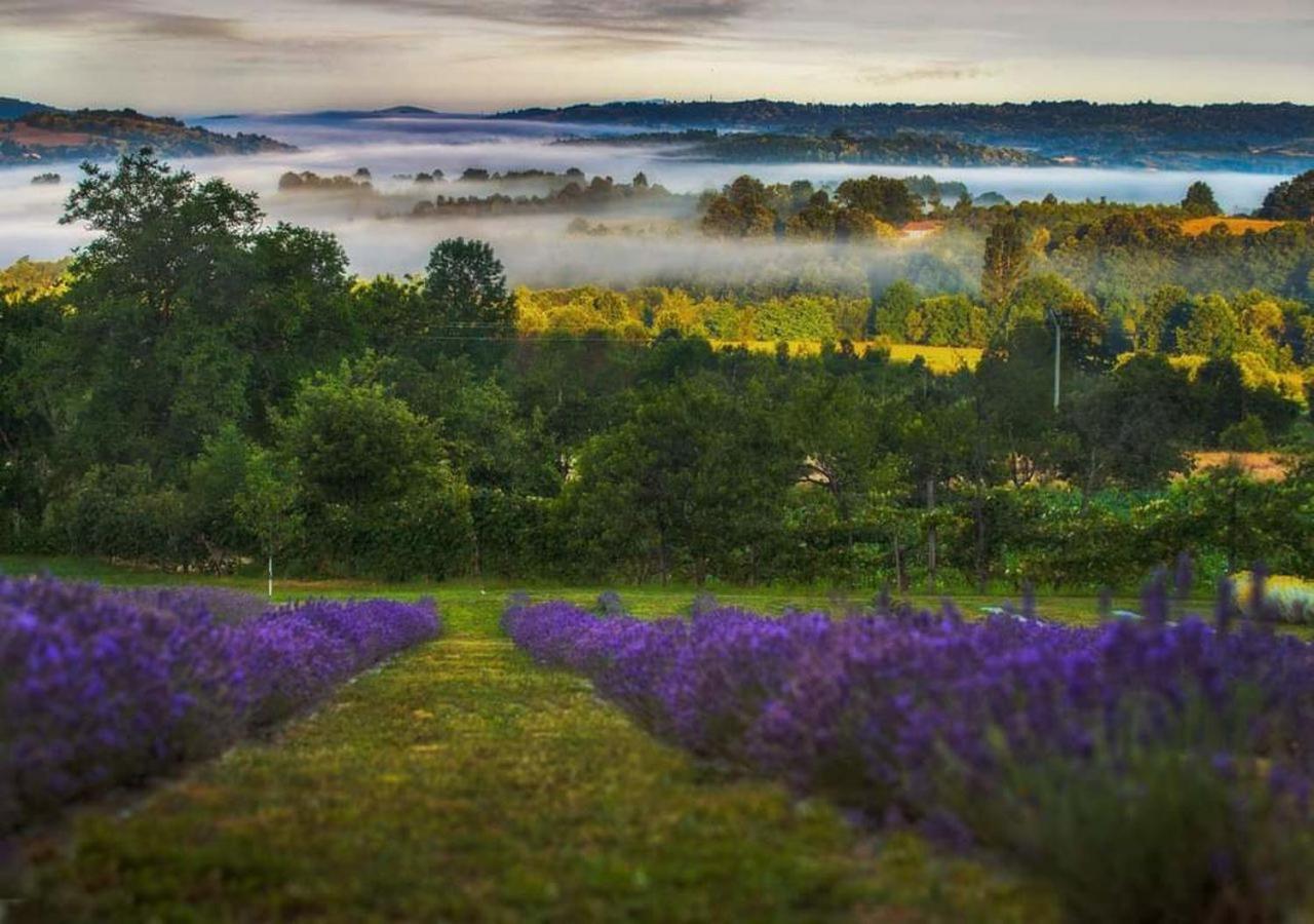 Lavanda Carasova Crasova Luaran gambar